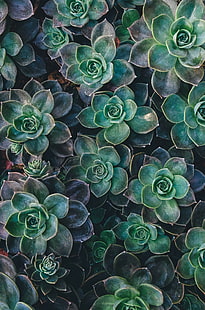 nature, succulentes, plantes, Fond d'écran HD HD wallpaper