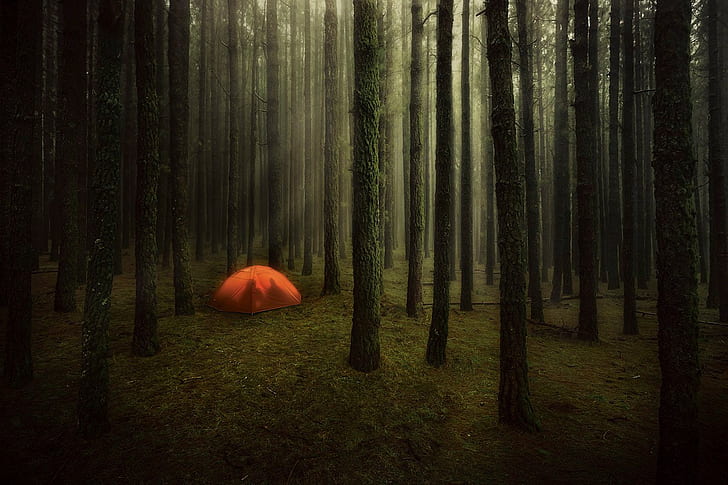 пара природа деревья лес ветка солнце лучи палатка туман трава мох силуэт фотография, HD обои