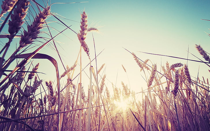 خلفية عشب القمح ، صورة القمح البني ، الطبيعة ، الماكرو ، القمح ، السنيبلات ، ضوء الشمس ، النباتات، خلفية HD