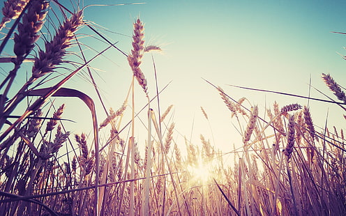 خلفية عشب القمح ، صورة القمح البني ، الطبيعة ، الماكرو ، القمح ، السنيبلات ، ضوء الشمس ، النباتات، خلفية HD HD wallpaper