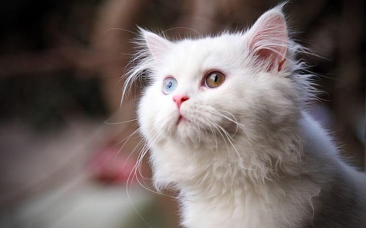 Gato branco, branco, HD papel de parede