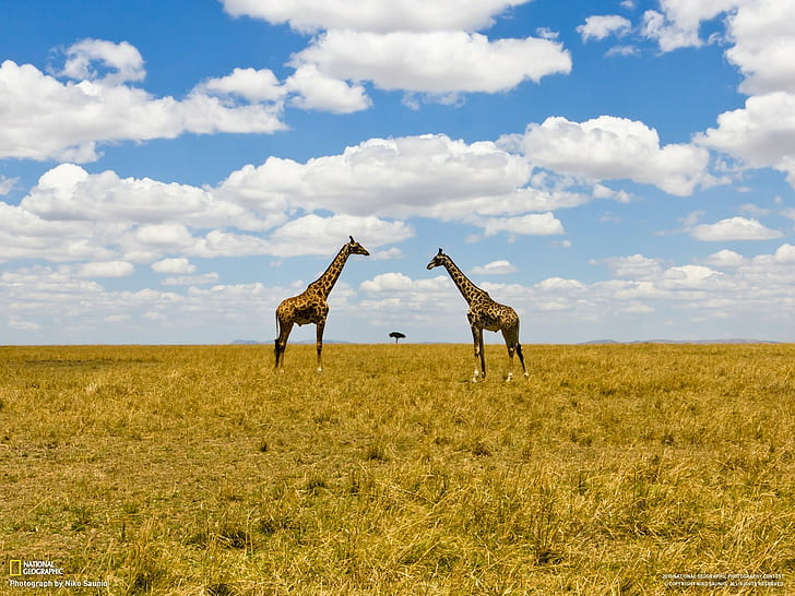 National Geographic, paisaje, animales, nubes, jirafas, Fondo de pantalla HD