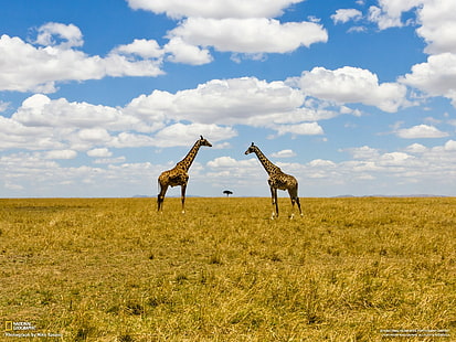 National Geographic, krajobraz, zwierzęta, chmury, żyrafy, Tapety HD HD wallpaper