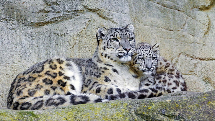 Котки, снежен леопард, животно, бебе животно, леопард, любов, HD тапет