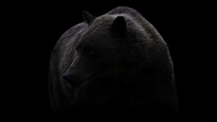 oso, negro, blanco y negro, oso pardo, fauna, fotografía, monocromo, oscuridad, pelaje, animal terrestre, Fondo de pantalla HD