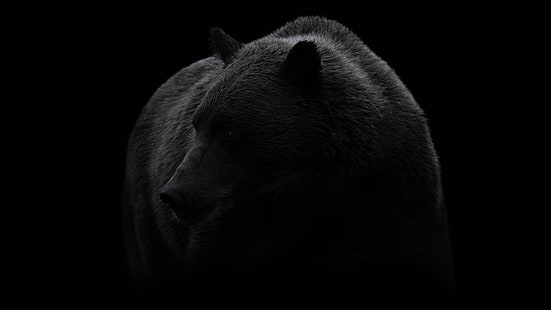 bear, black, black and white, brown bear, wildlife, photography, monochrome, darkness, fur, terrestrial animal, HD wallpaper HD wallpaper