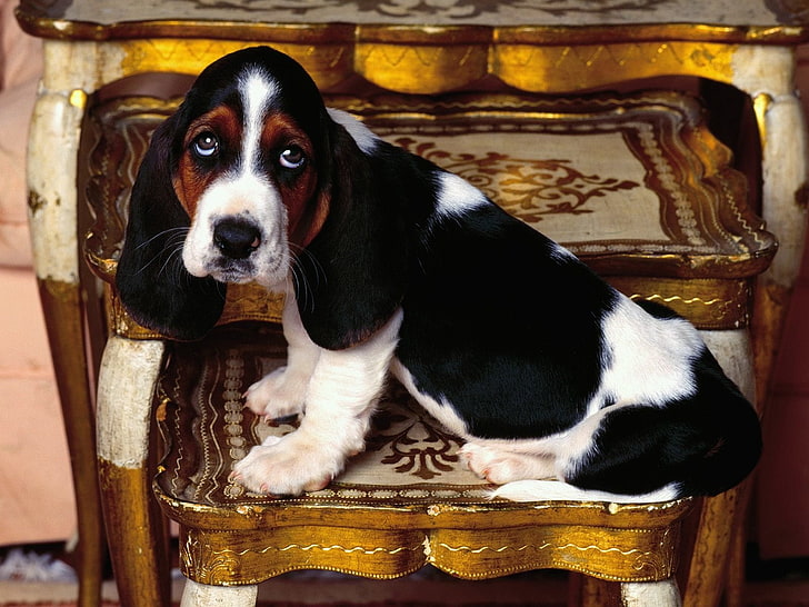 Dogs, Basset Hound, Dog, HD wallpaper