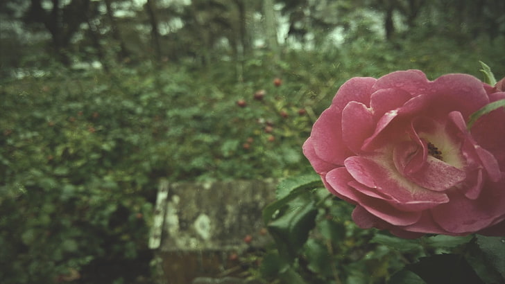 pink petaled flower, nature, rose, pink, green, old, vintage, HD wallpaper