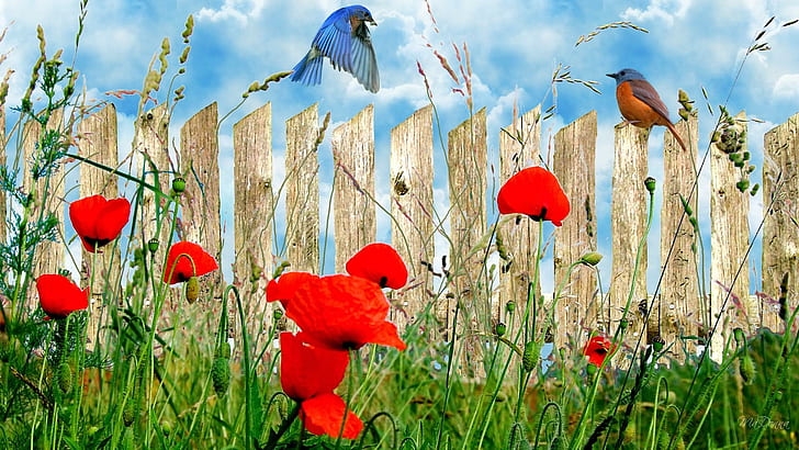 Wall O Poppies, firefox persona, poppies, grass, wild flowers, birds, field, poppy, clouds, 3d and abstract, HD wallpaper