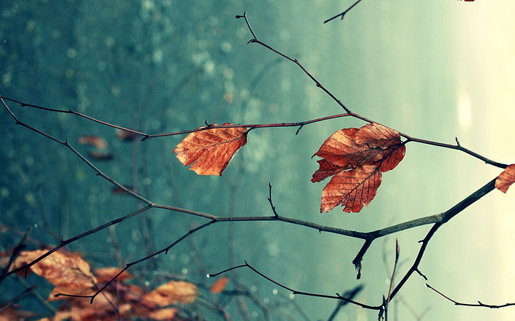 foglie rosse, messa a fuoco selettiva fotografia di foglie secche sul ramo di un albero, caduta, profondità di campo, foglie, macro, natura, Sfondo HD