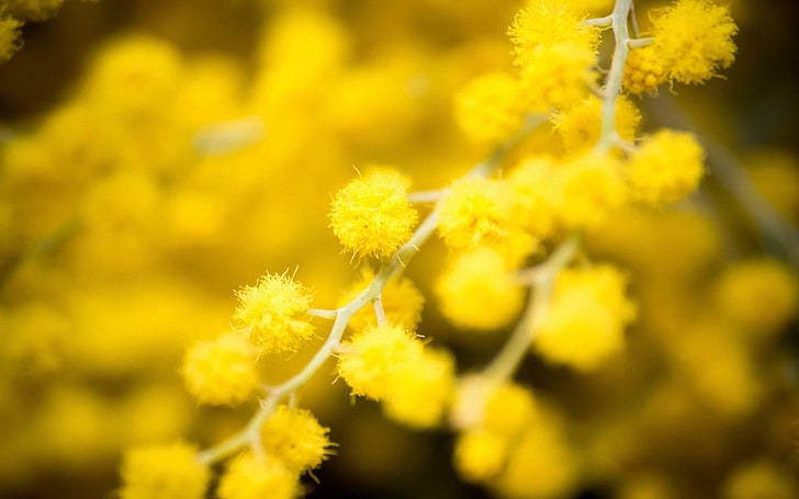 жълто оцветено цвете, природа, цветя, макро, жълти цветя, мимоза, растения, HD тапет