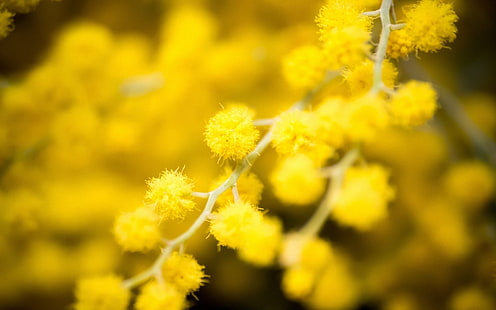 żółty kwiat z płatkami, natura, kwiaty, makro, żółte kwiaty, mimozy, rośliny, Tapety HD HD wallpaper