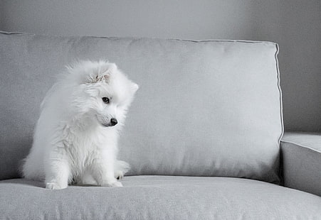  Dogs, Samoyed, Baby Animal, Dog, Pet, Puppy, HD wallpaper HD wallpaper