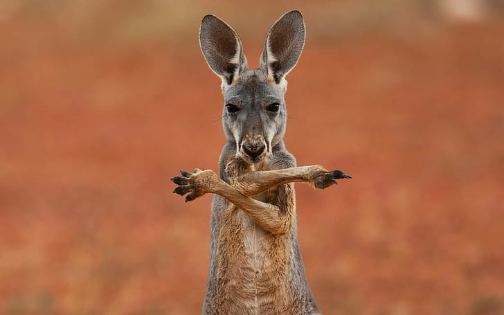 Australia Kangaroo, kangaroo, Australia, Animal, marsupial, background, widescreen, fullscreen, s, HD wallpaper