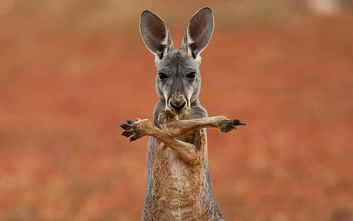 Австралия Кенгуру, кенгуру, Австралия, животно, торбест, фон, широкоекранен, цял екран, s, HD тапет HD wallpaper
