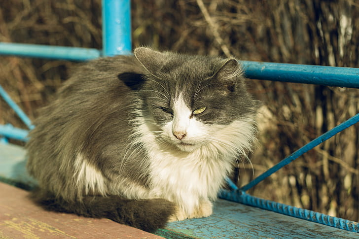 Katze, Russland, Tiere, HD-Hintergrundbild