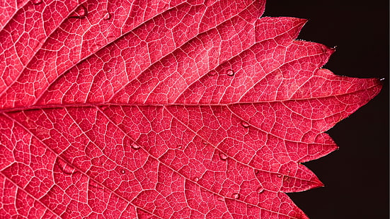 czerwony liść, liście, krople wody, rośliny, Tapety HD HD wallpaper