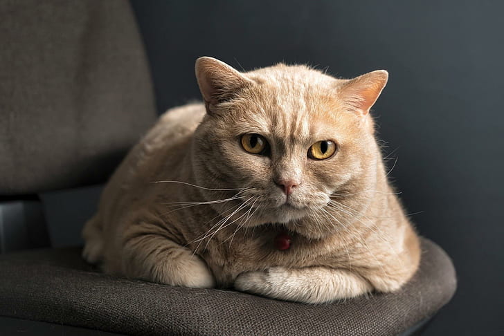 Cat On A Chair, chair, kitten, animal, animals, HD wallpaper