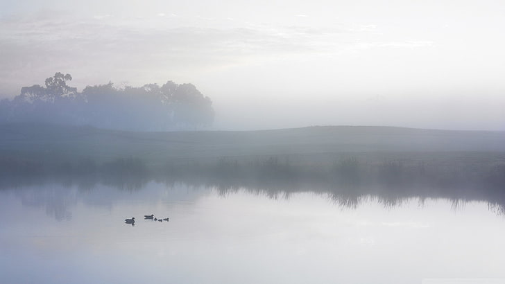 霧、湖、朝、アヒル、 HDデスクトップの壁紙