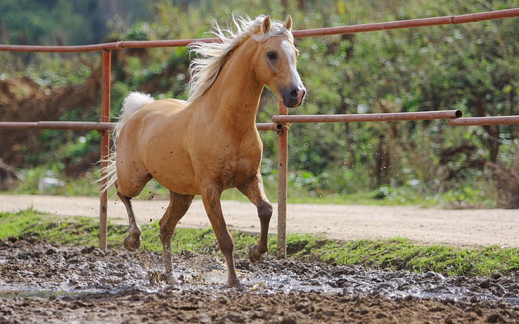brown horse, horse, dirt, red, bokeh, HD wallpaper