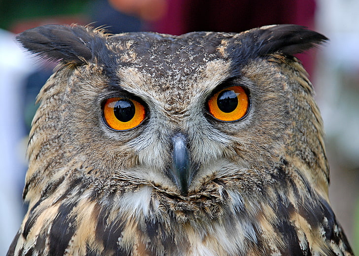 brown owl, look, portrait, head, Common owl (Bubo Bubo), HD wallpaper