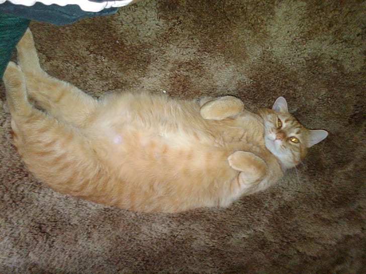 Rub My Belly, Please, orange, belly, posing, cute, animals, HD wallpaper