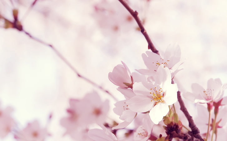 white cherry blossoms, macro, flower, twig, pink, white, HD wallpaper