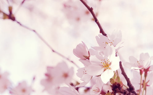 白い桜、マクロ、花、小枝、ピンク、白、 HDデスクトップの壁紙 HD wallpaper