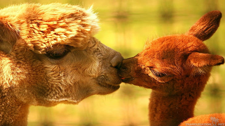 แค่สัตว์น่ารักแกะน่ารักจูบสัตว์สัตว์, วอลล์เปเปอร์ HD