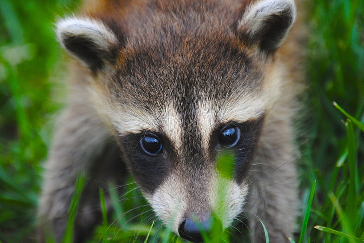 raccoon, close-up, plants, cute, Animal, HD wallpaper