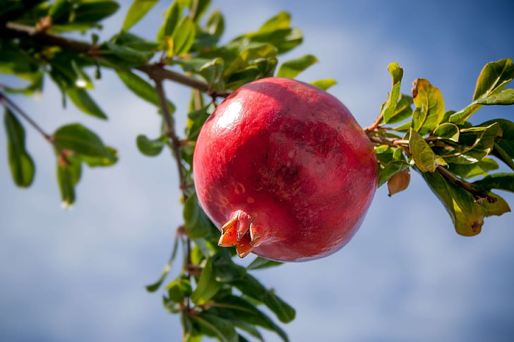 bless you, branch, cores, delicious, eat, exotic, frisch, fruit, garden, greece, green, harvest, healthy, holiday, leaves, pomegranate, red, shell, sky, sweet, tree, tropics, vitamins, warm, HD wallpaper