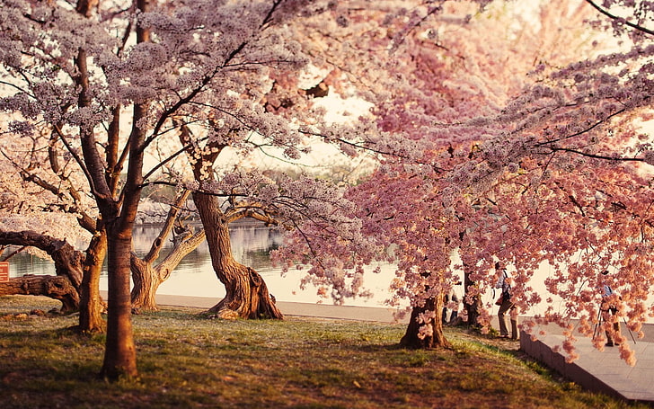 merah muda pohon Cherry Blossom, pohon, air, rumput, bunga sakura, Wallpaper HD