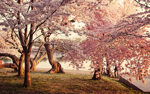 розовое вишневое дерево, деревья, вода, трава, вишневый цвет, HD обои HD wallpaper