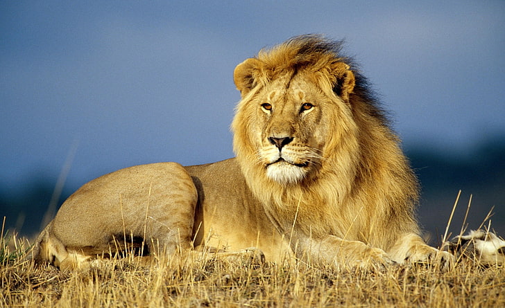 Mesafe içine bakarak aslan, yetişkin aslan, hayvanlar, vahşi, içine, aslan, seyir, mesafe, HD masaüstü duvar kağıdı