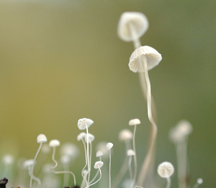fotografi selektif jamur putih, Tiny, Mushroom, Outwoods, selektif, fotografi, jamur putih, Nikon, Nature, Leicestershire, Inggris, hutan kuno, Penghargaan Bendera Hijau, tanaman, bunga, close-up, musim semi, Wallpaper HD