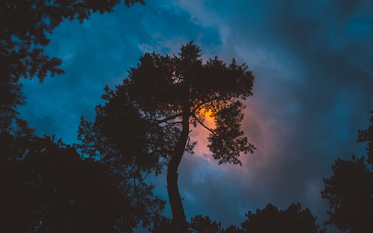 شجرة في الليل التصوير الفوتوغرافي ، الطبيعة ، المناظر الطبيعية ، التصوير الفوتوغرافي ، الغيوم ، الأشجار ، صورة ظلية ، غروب الشمس ، المساء، خلفية HD