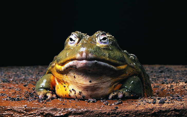 Frogs, Frog, African Bullfrog, HD wallpaper