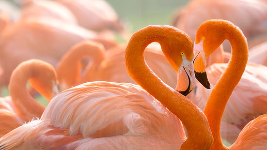 kärlek, fåglar, bakgrund, hjärta, porträtt, par, älskare, Flamingo, vilda djur, ljus fjäderdräkt, rosa flamingos, hals, solnedgångens barn, kärlek och flamingos, HD tapet HD wallpaper