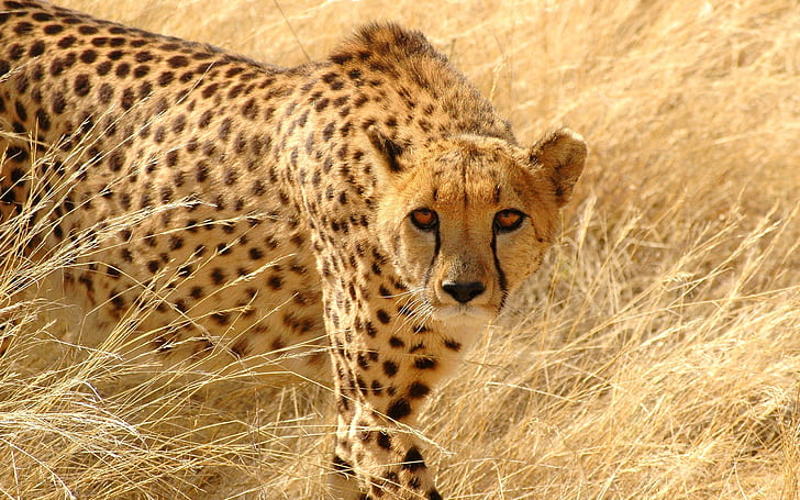 Predator cheetah, cheetah, Predator, Cheetah, Wallpaper HD