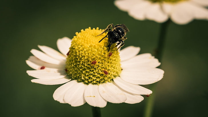 white and yellow flower, flower, bee, pollination, daisy, HD wallpaper
