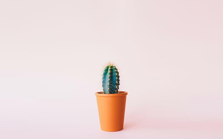 cactus, minimalism backgrounds, flower, download 3840x2400 cactus, HD wallpaper