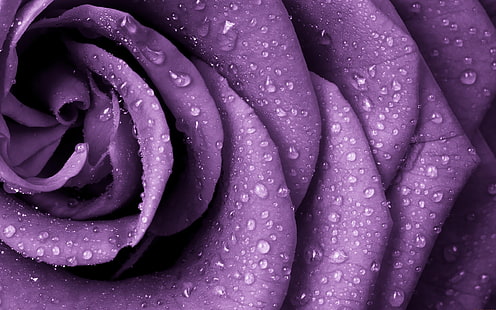 purple petaled flower, purple, rose, nature, closeup, rain, flowers, water drops, macro, HD wallpaper HD wallpaper
