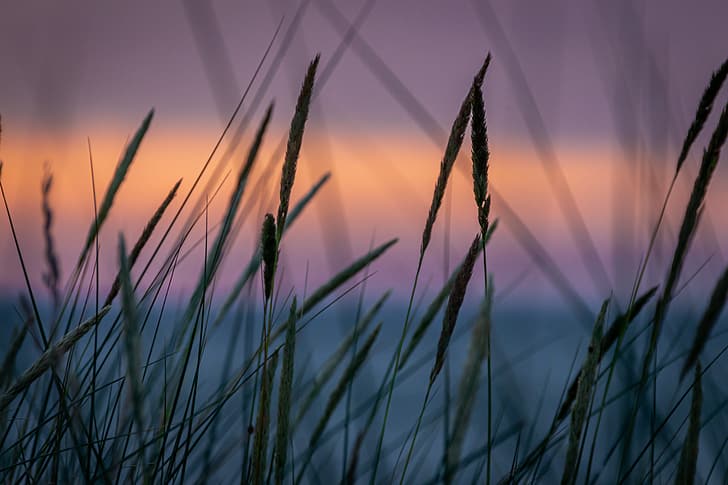 sunset, wheat, soft gradient, landscape, Canon, field, grass, pastel, HD wallpaper