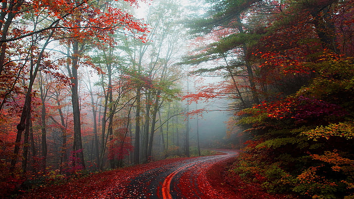 ブローイングロックの秋の森の中を曲がりくねった空の葉で覆われた道路、 HDデスクトップの壁紙