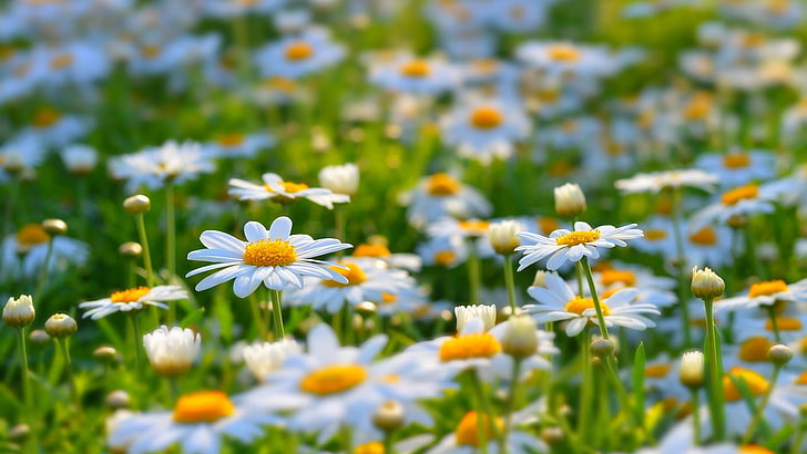 weiße blühende Pflanze, Gänseblümchen, Blumen, weiße Blumen, Natur, Matricaria, HD-Hintergrundbild