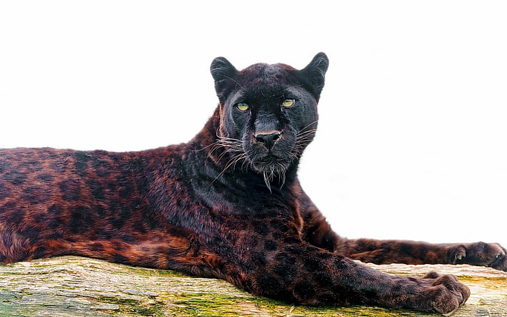 leopardo preto e marrom, leopardo, pantera, predador, rosto, olhos, HD papel de parede
