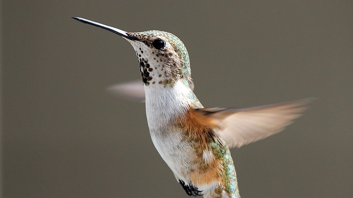 white and gray hummingbird, hummingbird, bird, fly, swing, HD wallpaper