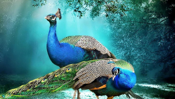 Beautiful Background Peacock Pair Hd Wallpaper Beautiful Hd Wallpaper Pair Peacocks ”   3840×2160, HD wallpaper