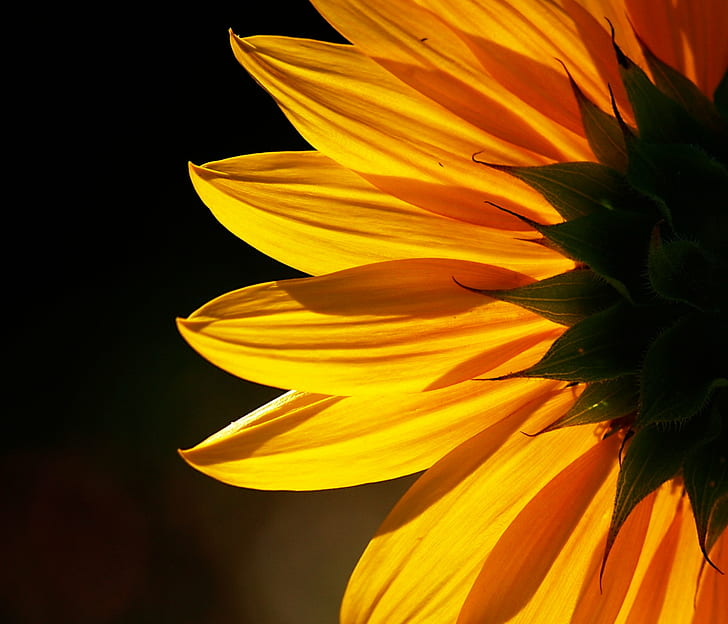 жълто Слънчогледово цвете отблизо снимка, слънчоглед, Подсветка, Слънчоглед, жълто, цвете, едър план, снимка, природа, венчелистче, растение, лято, красота В природата, цвете Глава, единично цвете, HD тапет