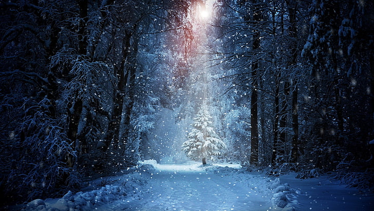 Mehrere hohe Bäume, Wald, Winter, Schnee, Landschaft, Sonnenlicht, HD-Hintergrundbild